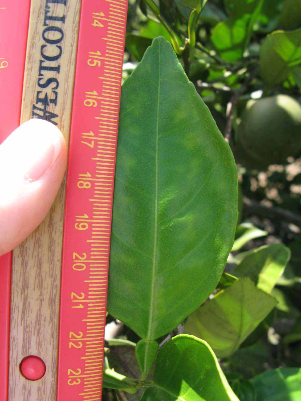              Unifoliolate leaf (Winter Haven, FL)       